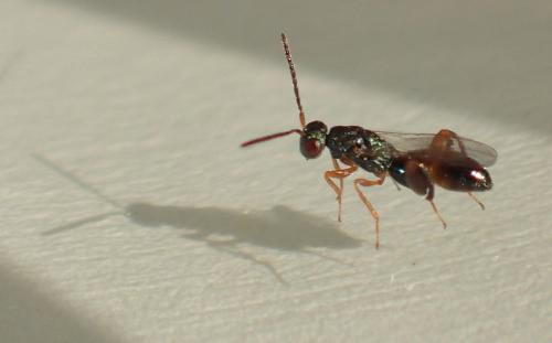 Podagrion pachymerum